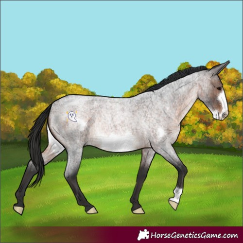 Horse Color:Brown Roan Frame Rabicano