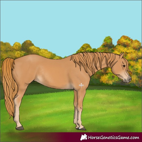 Horse Color:Chestnut Rabicano 