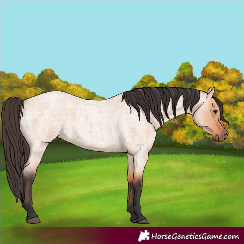 Horse Color:Bay Roan Dun 