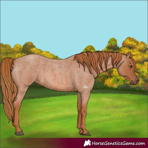 Horse Color:Red Roan 