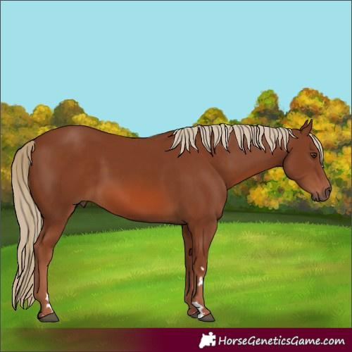 Horse Color:Chestnut 
