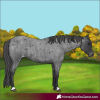 Horse Color:Blue Roan Varnish 