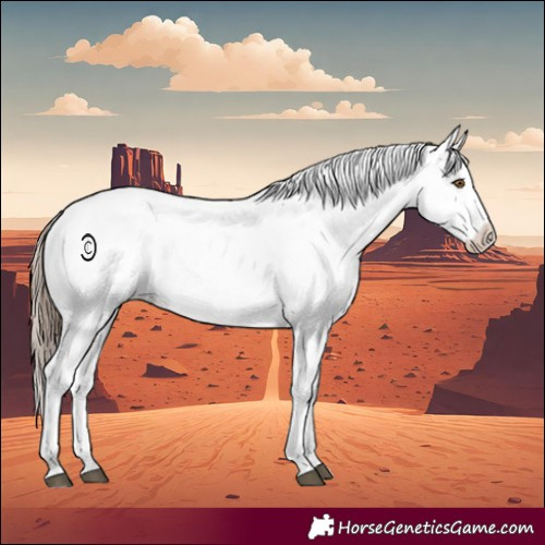 Horse Color:Brown Pearl Sabino Appaloosa Rabicano 