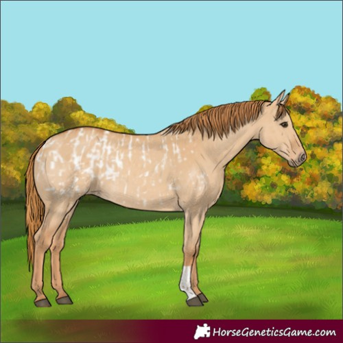 Horse Color:Red Dun Appaloosa  and Red Dun 