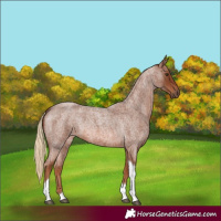 Horse Color:Red Roan Tobiano 