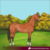 Horse Color:Bay Rabicano 