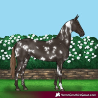 Horse Color:White Spotted Liver Chestnut 