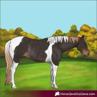 Horse Color:Liver Chestnut Tobiano Rabicano 