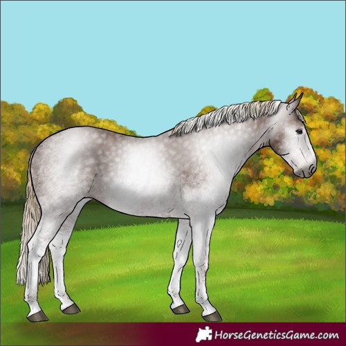 Horse Color:Gray White Spotted Chestnut 