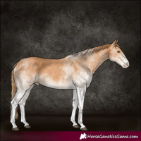 Horse Color:White Spotted Chestnut 