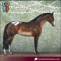 Horse Color:Brown Sabino Appaloosa 