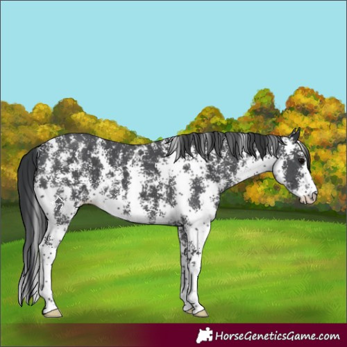 Horse Color:Black Sabino