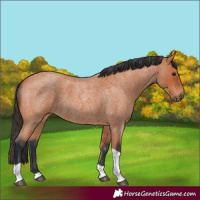 Horse Color:Bay Roan Tobiano