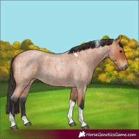 Horse Color:Bay Roan Tobiano
