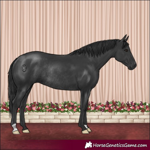 Horse Color:Black Rabicano 