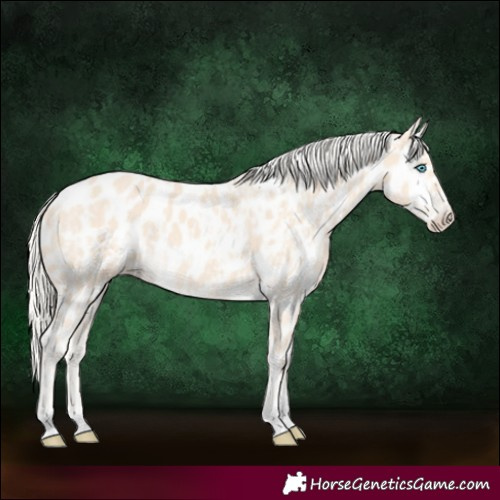 Horse Color:Cremello Near Leopard and Cremello Near Leopard