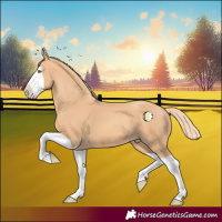 Horse Color:Gold Champagne Splash