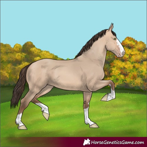 Horse Color:Amber Champagne Dun 