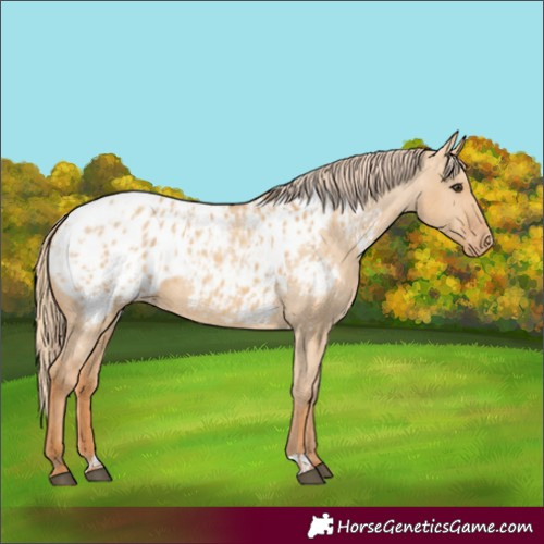 Horse Color:Red Dun Appaloosa  and Red Dun Appaloosa 