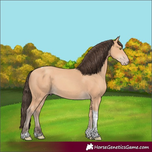 Horse Color:Amber Champagne Tobiano
