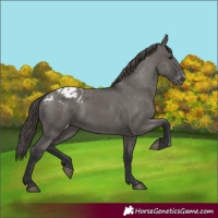 Horse Color:Grullo Appaloosa Rabicano 