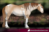 Horse Color:Gray Buckskin Pearl Tobiano 
