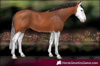 Horse Color:Bay Splash 