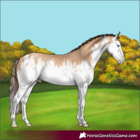 Horse Color:White Spotted Amber Champagne Splash Rabicano 