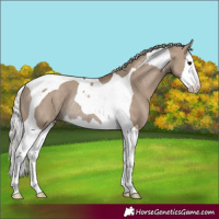 Horse Color:Silver Grullo Splash Tobiano Rabicano 