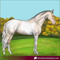 Horse Color:Silver Grullo Roan Pearl Tobiano Blanket