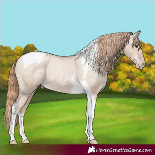 Horse Color:Grullo Pearl Tobiano Appaloosa 