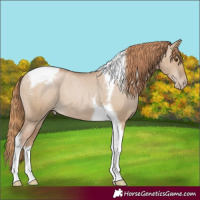 Horse Color:Grullo Pearl Tobiano Appaloosa