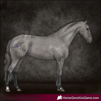 Horse Color:Grullo Varnish