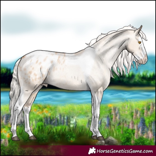 Horse Color:Silver Grullo Pearl Splash Tobiano Appaloosa Rabicano 