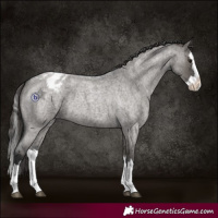 Horse Color:Grullo Roan Splash Blanket 