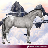 Horse Color:Grullo Roan Splash Appaloosa 
