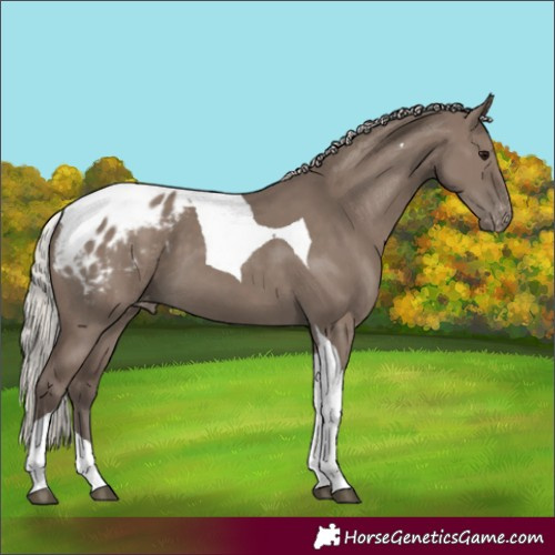 Horse Color:Silver Grullo Tobiano Appaloosa 
