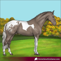 Horse Color:Silver Grullo Tobiano Blanket