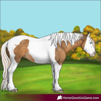 Horse Color:Chocolate Palomino Splash Tobiano