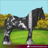 Horse Color:White Spotted Black 