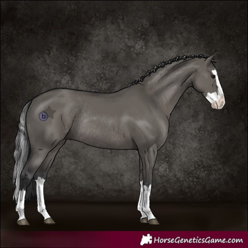 Horse Color:Grullo Splash Rabicano 