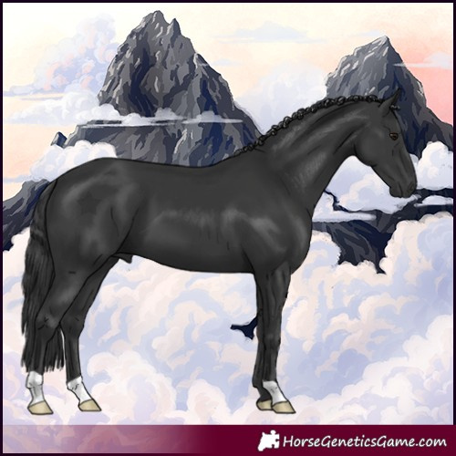 Horse Color:Black 