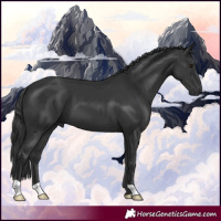 Horse Color:Black 