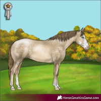Horse Color:Buckskin Pearl Sabino 