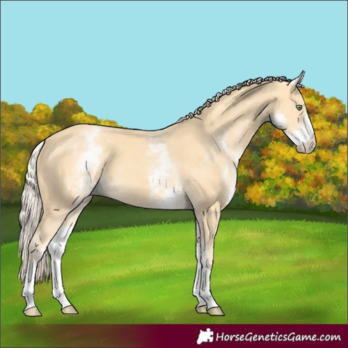 Horse Color:White Spotted Gold Cream Champagne