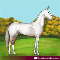 Horse Color:Gray Chestnut Splash Tobiano 