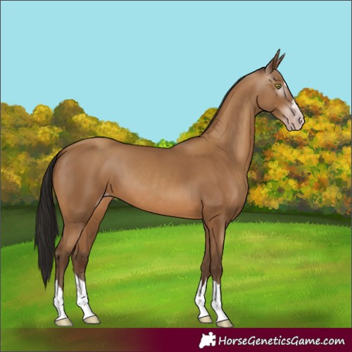 Horse Color:Gray Amber Champagne