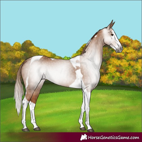 Horse Color:Gray Chestnut Splash Tobiano 