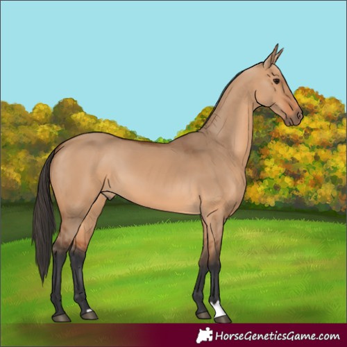 Horse Color:Bay Dun 