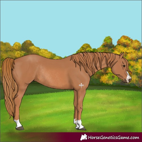 Horse Color:Chestnut Rabicano 